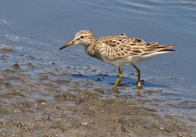 Bcasseau  poitrine cendre / Calidris melanotos / Pectoral Sandpiper