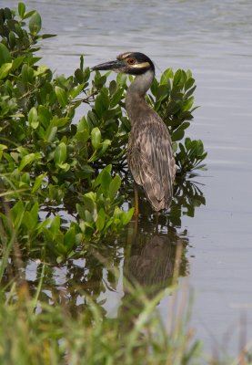 Bihoreau violac / Nyctanassa violacea / Yellow-crowned Night Heron