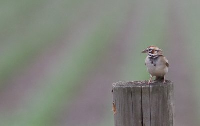 Bruant  joues marron / Chondestes grammacus / Lark Sparrow