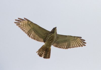 Buse  paulettes / Buteo lineatus / Red-shouldered Hawk
