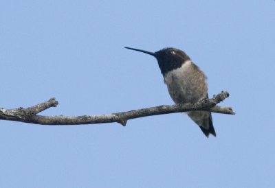Colibri  gorge noire / Archilochus alexandri / Black-chinned Hummingbird