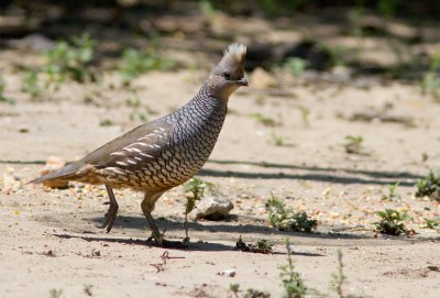 Colin caill / Callipepla squamata / Scaled Quail