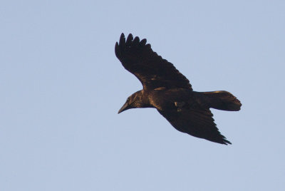 Corbeau  cou blanc / Corvus cryptoleucus / Chihuahuan Raven