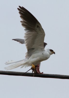 lanion  queue blanche / Elanus leucurus / White-tailed Kite