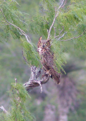 Grand-duc d'Amrique / Bubo virginianus / Great Horned Owl