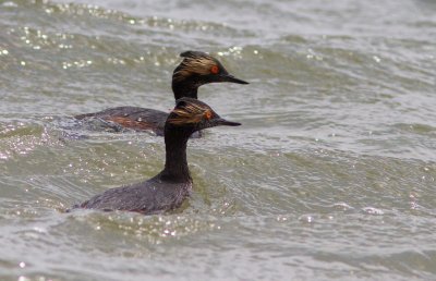 Grbe  cou noir / Podiceps nigricollis / Black-necked Grebe