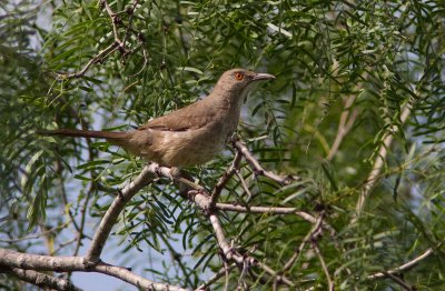 Moqueur  bec courbe / Toxostoma curvirostre / Curve-billed Thrasher