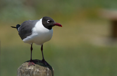 Mouette atricille / Leucophaeus atricilla / Laughing Gull