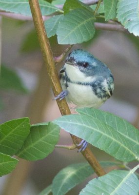 Paruline azure / Setophaga cerulea / Cerulean Warbler