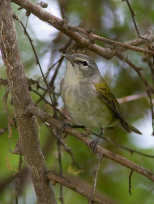 Paruline obscure / Leiothlypis peregrina / Tennessee Warbler