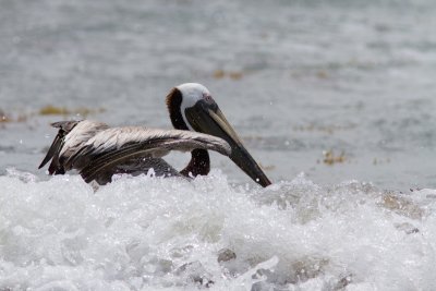 Plican brun / Pelecanus occidentalis / Brown Pelican