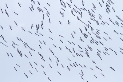 Plican d'Amrique / Pelecanus erythrorhynchos / American White Pelican