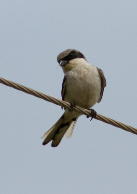 Pie-griche migratrice / Lanius ludovicianus / Loggerhead Shrike