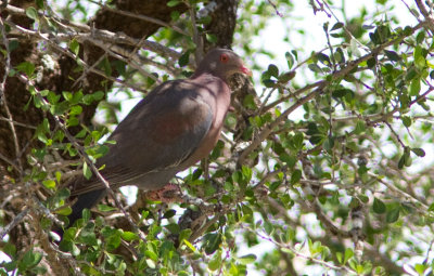 Pigeon  bec rouge / Patagioenas flavirostris / Red-billed Pigeon