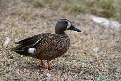 Sarcelle  ailes bleues / Anas discors / Blue-winged Teal