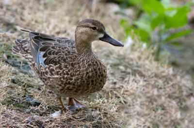 Sarcelle  ailes bleues / Anas discors / Blue-winged Teal