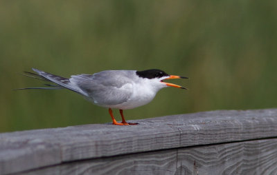 Sterne de Forster / Sterna forsteri / Forster's Tern