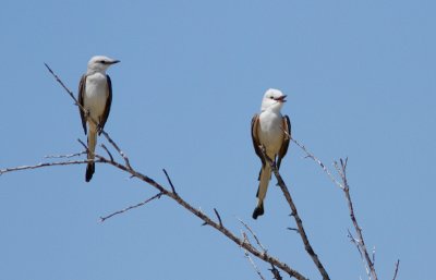 Tyran  longue queue / Tyrannus forficatus / Scissor-tailed Flycatcher