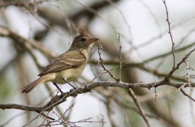 Tyranneau imberbe / Camptostoma imberbe / Northern Beardless Tyrannulet