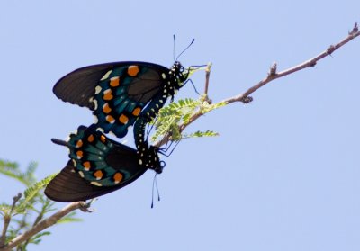 Voilier noir / Battus philenor / Pipevine Swallowtail