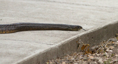 Serpent / Snake