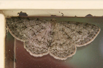 Boarmie crpusculaire / Ectropis crepuscularia / Small Engrailed (6597)