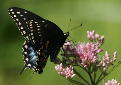 Papillon du cleri / Black Swallowtail / Papilio polyxenes asterius (f)