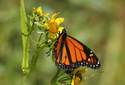 Monarque / Monarch / Danaus plexippus