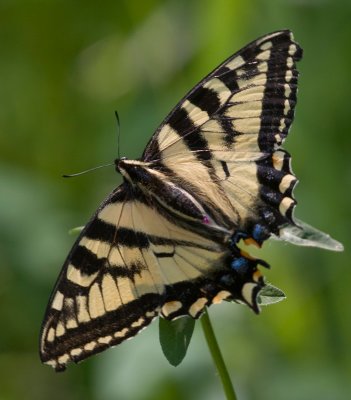 Papillon tigr du Canada / Canadian Tiger Swallowtail / Papilio canadensis