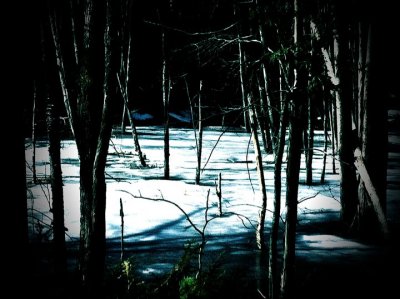 Frozen Swamp 1
