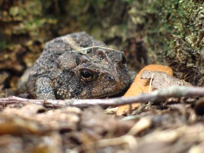 g4/44/401444/3/61500175.toad.jpg