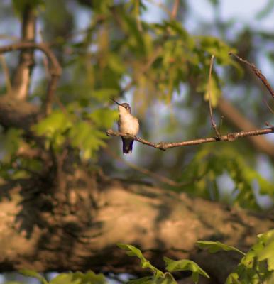 My 1st Hummer of the Year!