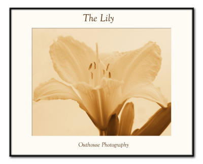 The Lily