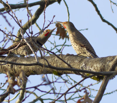 Northern Flicker-6154.jpg