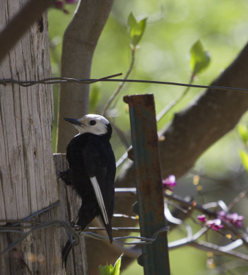 White-headed Woodpecker-8875.jpg