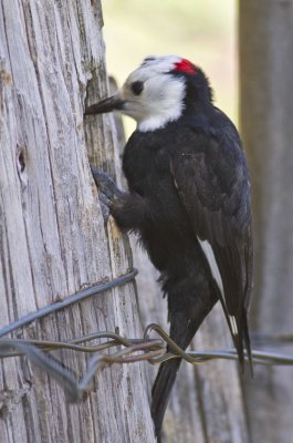 White-headed Woodpecker-9131.jpg