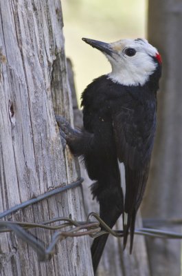 White-headed Woodpecker-9132.jpg