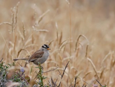 Sparrow