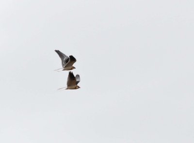 White-tailed kites