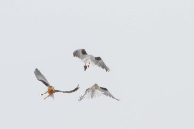Three way competition for prey