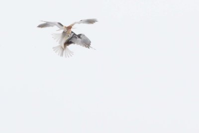aerial combat