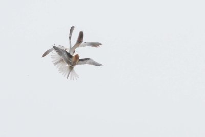 aerial combat 2