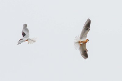 White tailed kites