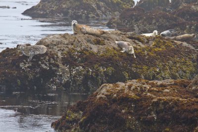 Harbor Seals