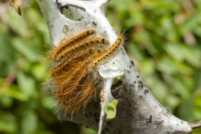 Tent Caterpillar colony