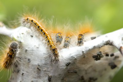 Tent Caterpillar