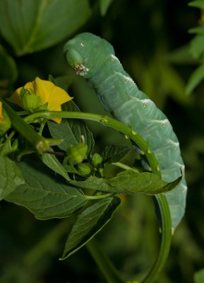 Tobacco Horn Worm