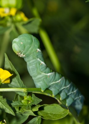 Tobacco Horn Worm