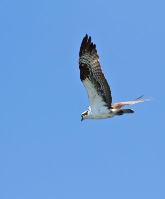 Osprey