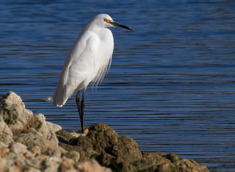Snowy Egret